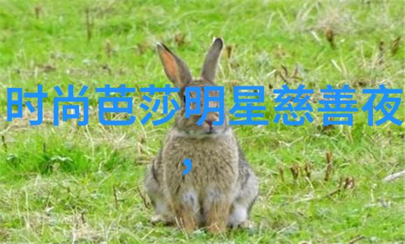 207两厢城市旅行的新伙伴