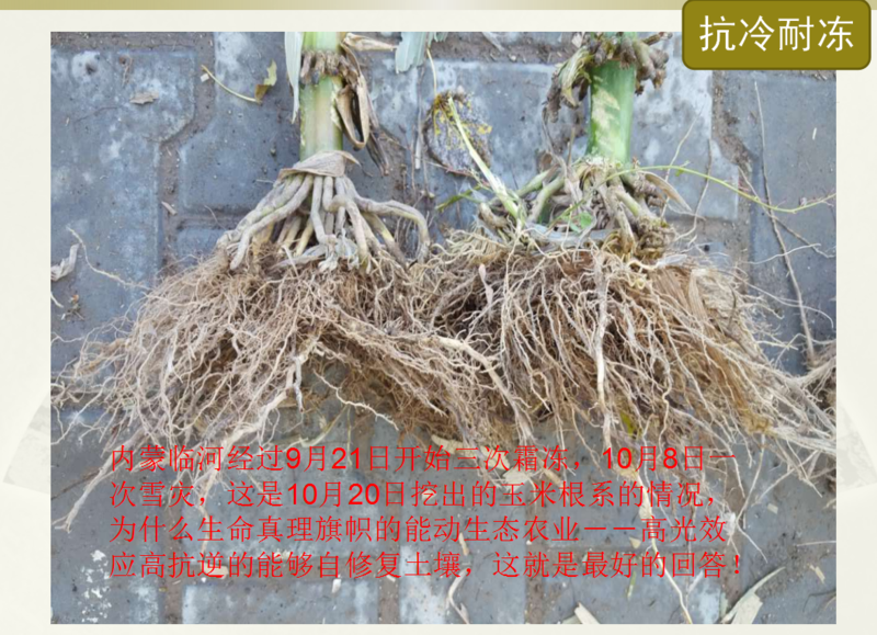 皮鞋我的脚下最忠实的伙伴