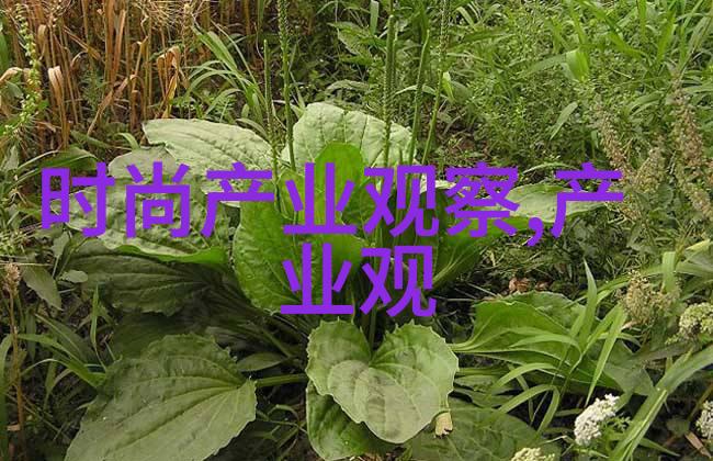 革履君子探索正装皮鞋的文化与风范