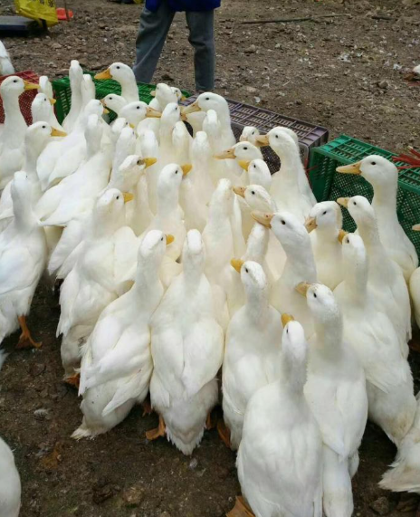 50岁女人适合什么发型好看你我她为五十前后姐妹们揭秘最符合年龄的时尚发型