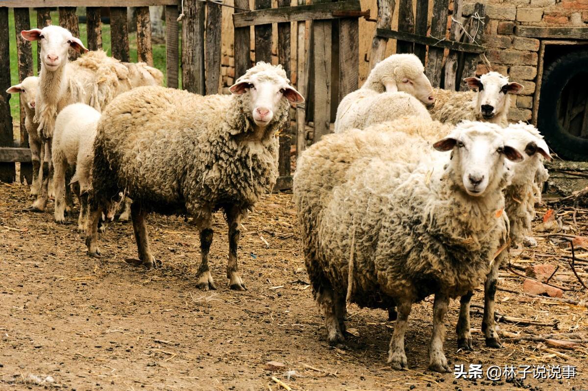 风华绝代杰凡尼的旋律之旅