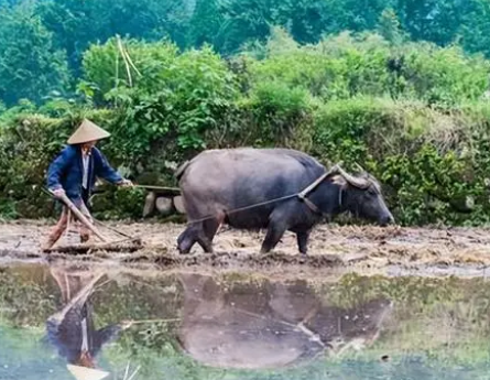 嫡姐PO青灯我的暗香浮动