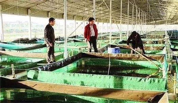 津渝视频完整版9揭秘中西部两省的文化融合与发展奇迹