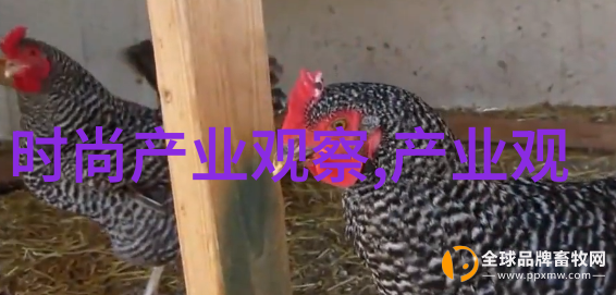 青春不败101203青春不败的101203回忆
