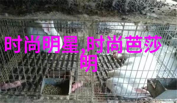 光影交错的华语电影梦想之夜48届金马奖